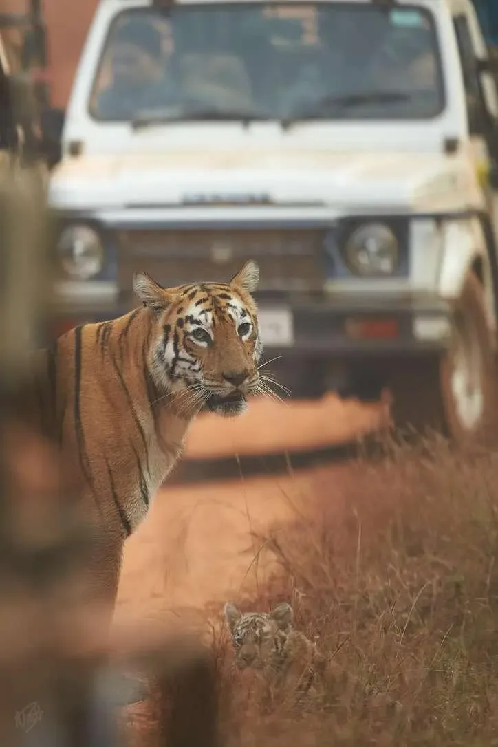 Maya & Cub