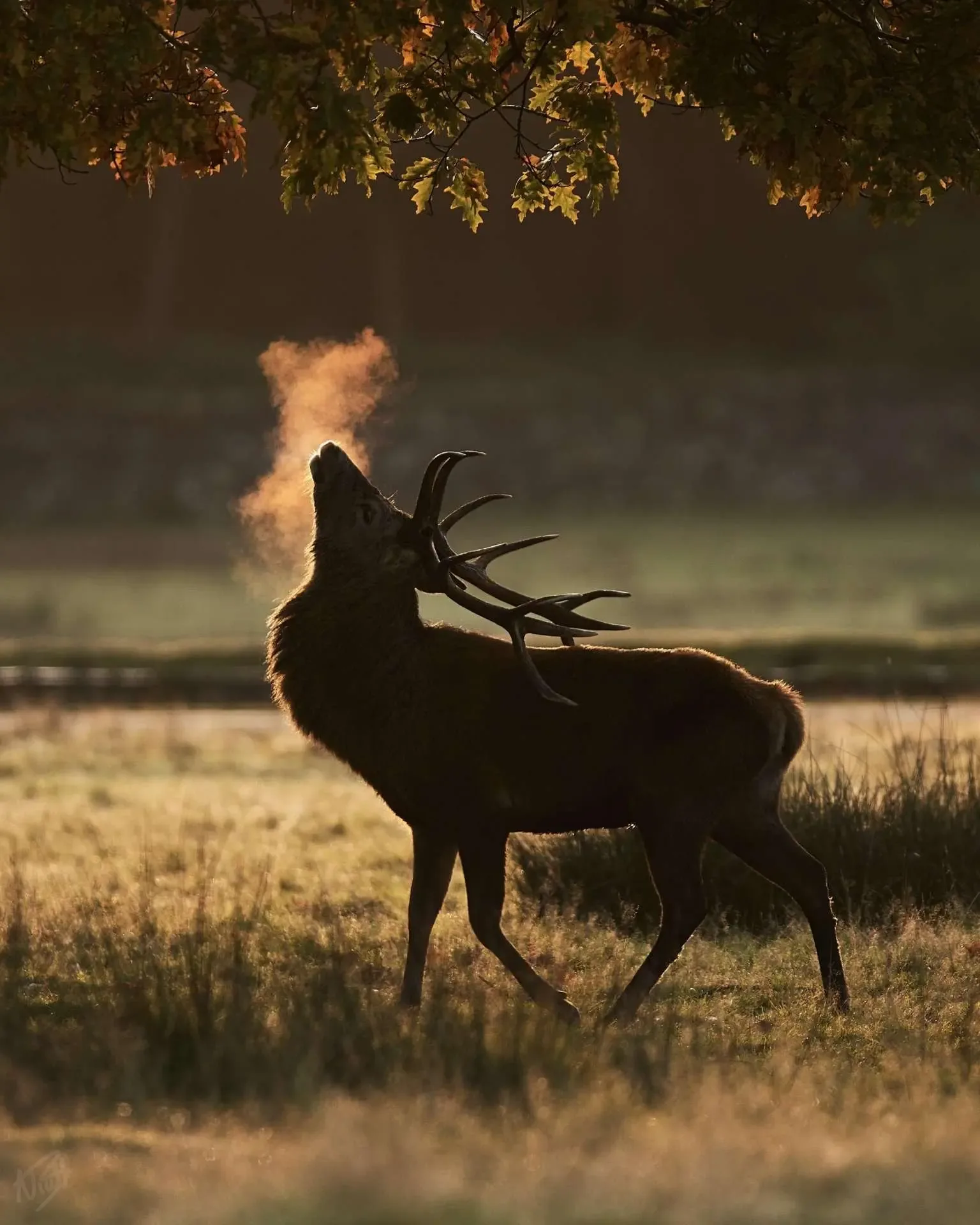 Highly Commended - Deer Photographer of the Year