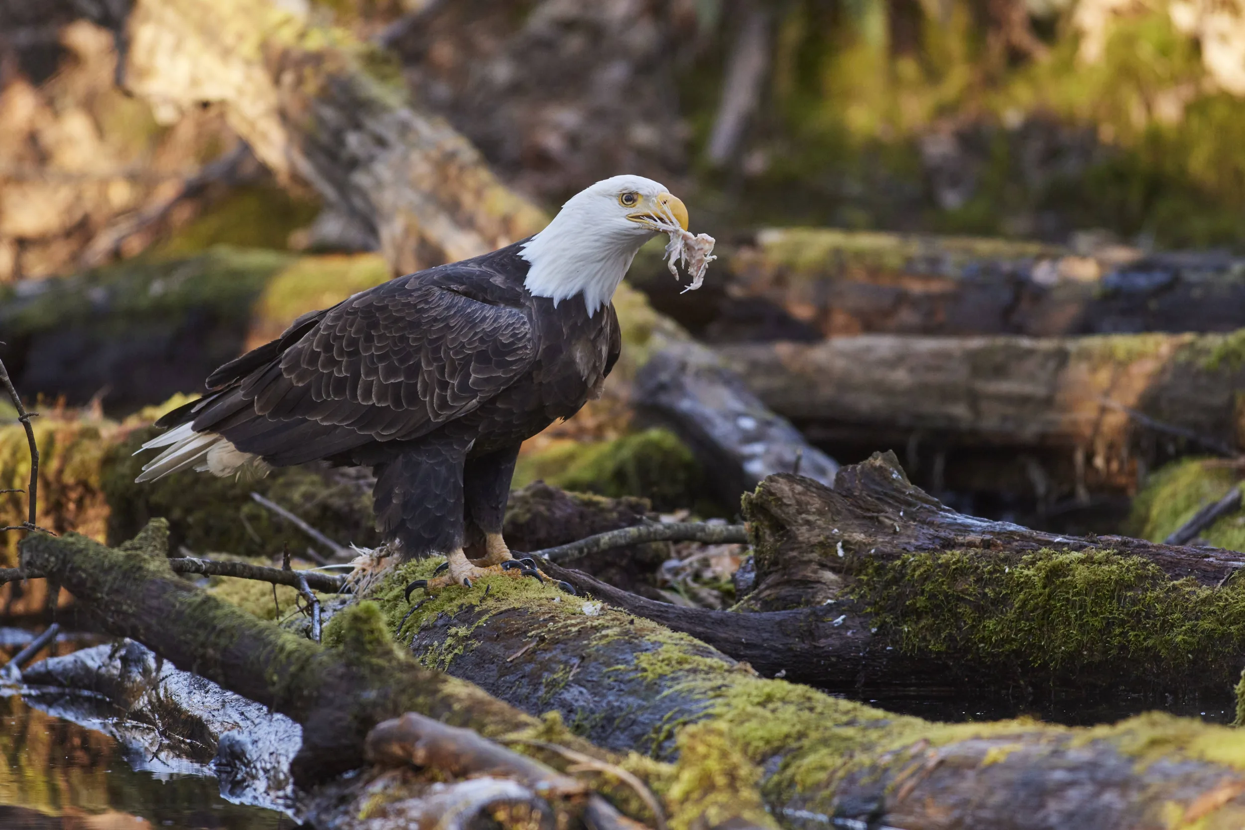 How To Tell The Age of a Bald Eagle