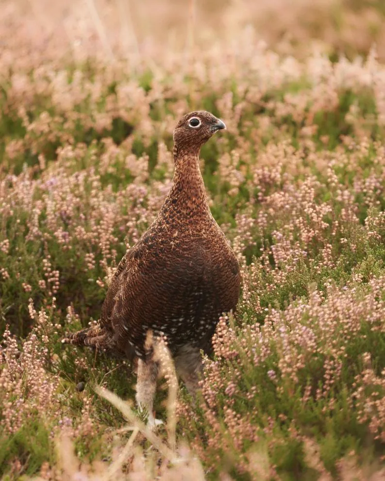 Red Grouse in the Heather