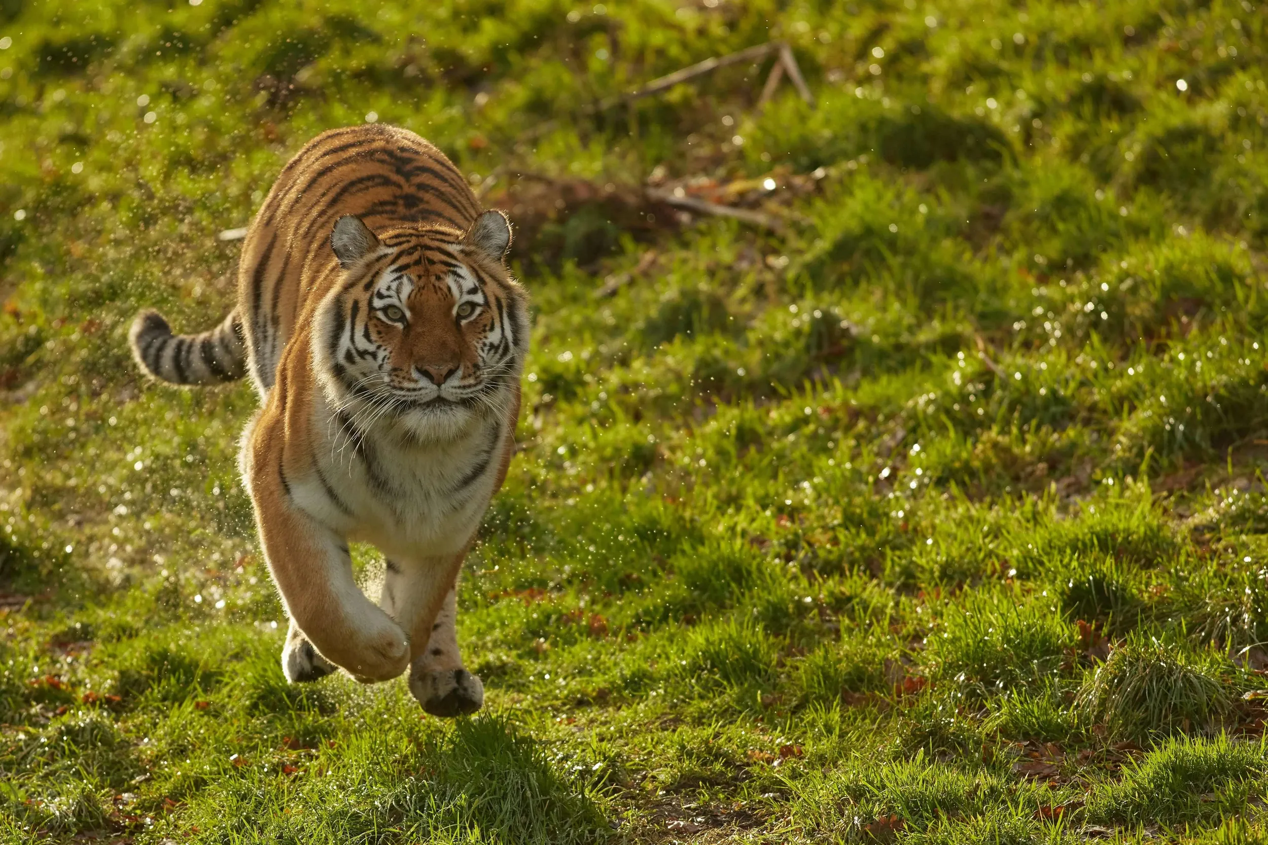 Tiger in Full Sprint