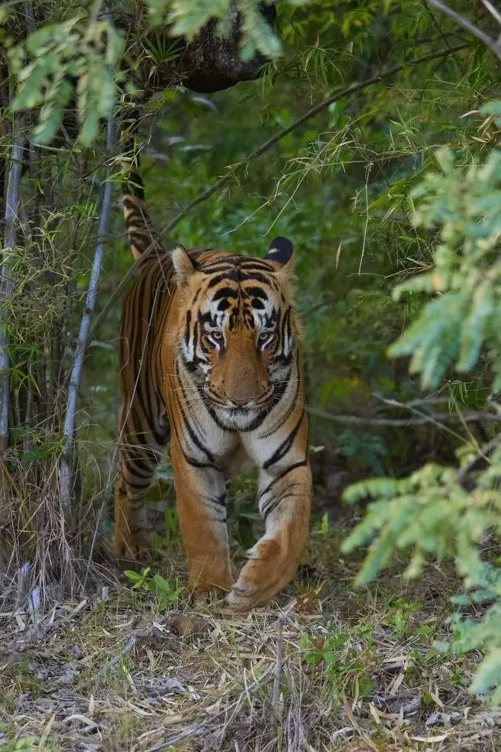 Xylo Scent Marking