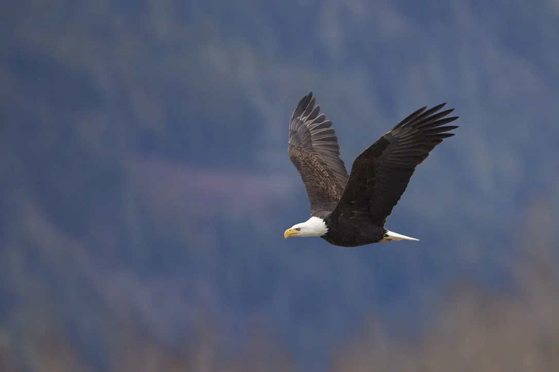 Canadian Wildlife
