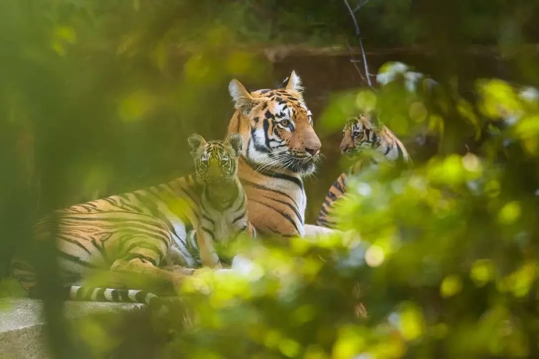 Bengal Tiger
