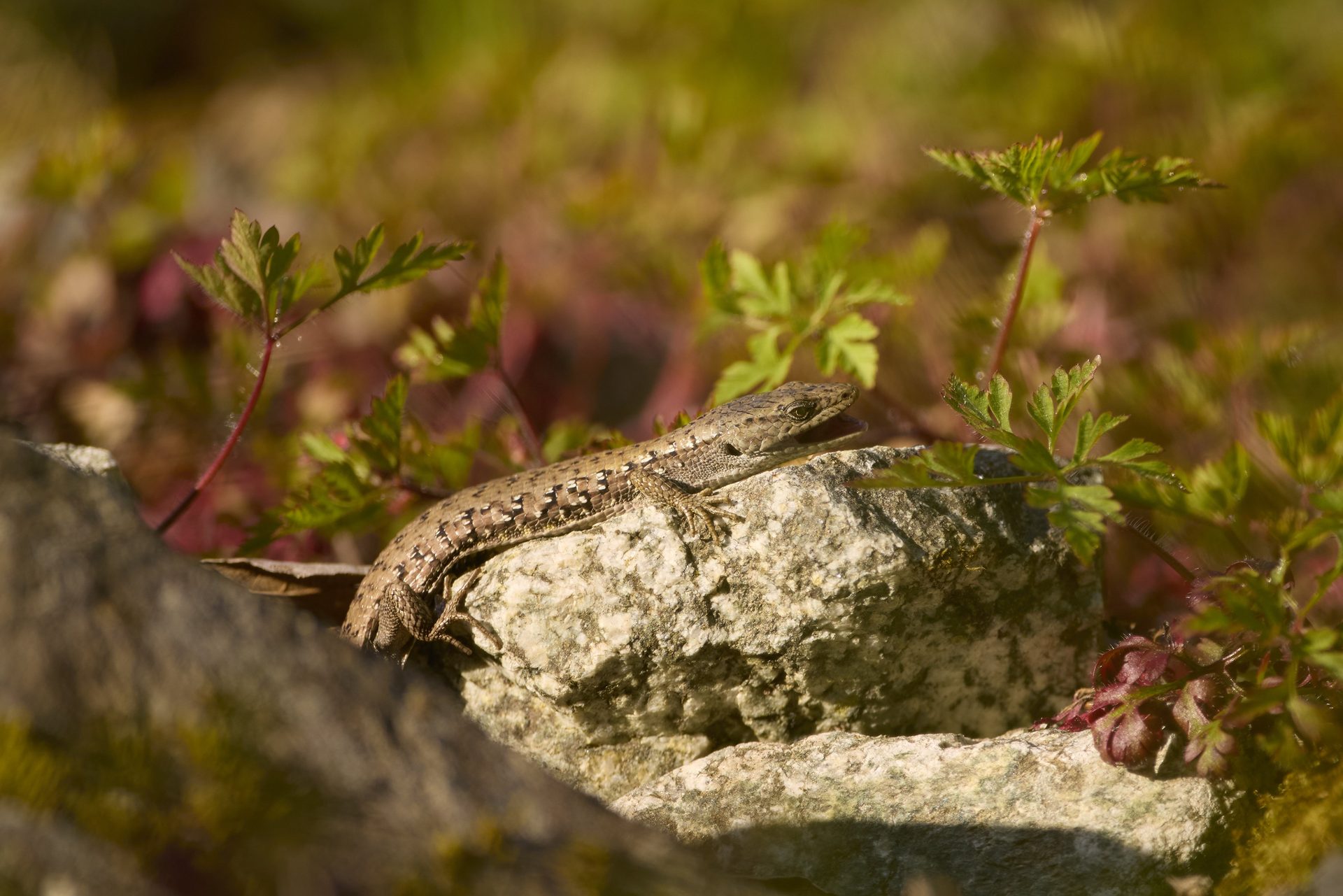 Northern Alligator Lizard
