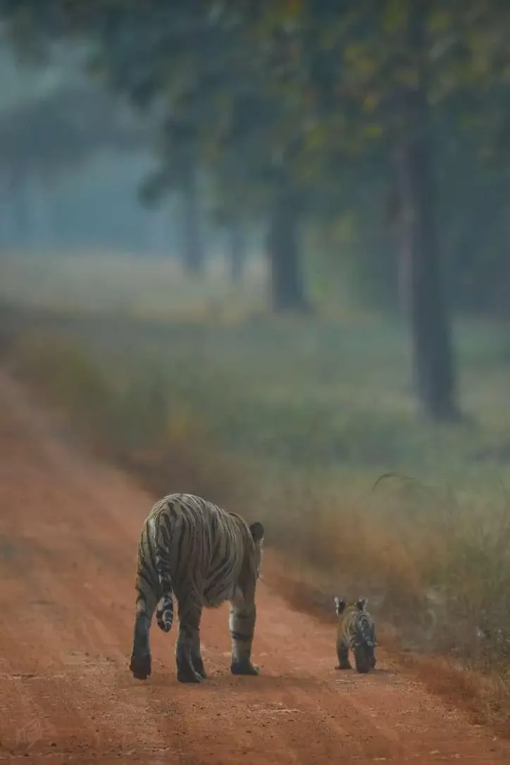 Maya & Cub Walking Side by Side